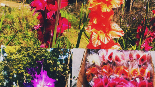 टीकापुरका किसान सिताराम ग्ल्याडुलस र जर्जर फूल उत्पादन गर्दै