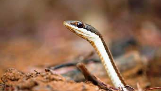 कैलालीमा सर्पको टोकाईबाट एक बालकको मृत्यु