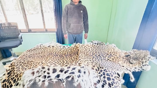 धनगढीमा चितुवाको छालासहित डोटीका एक युवक पक्राउ