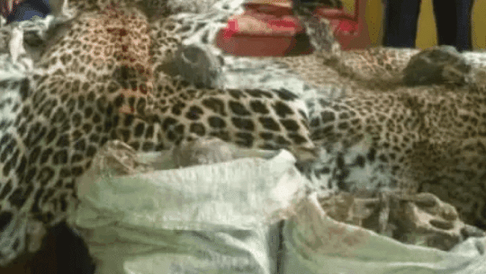 Woman arrested in Kanchanpur for illegal wildlife poaching