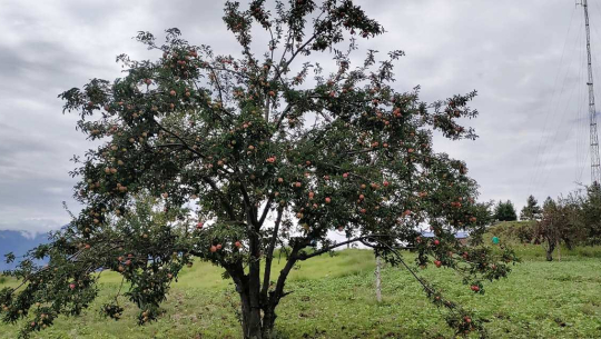 बाजुराका किसानलाई काचो स्याउ नटिप्न आग्रह 