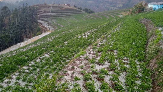 सुदूर पहाडका बालीनालीमा असिना पानीले क्षति