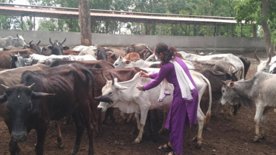 484,450 livestock vaccinated against various diseases in Kailali in a year