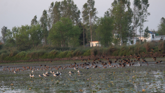 कञ्चनपुरमा आजदेखि जलपंछी गणना सुरु  