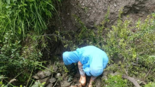 डोटीको आदर्श र बझाङको केदारस्युमा गाई र कुकुरमा रेबिज पुष्टि