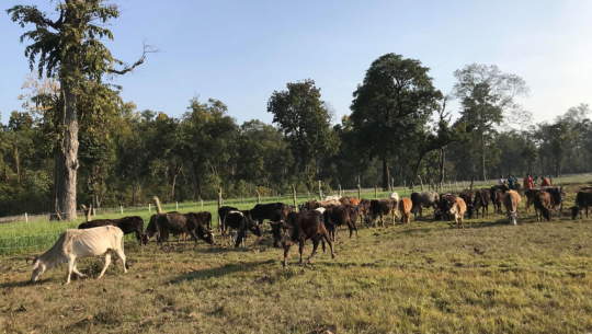 A new cowshed being constructed to save cows