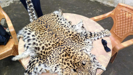 Man arrested with leopard skin in Darchula, investigation underway