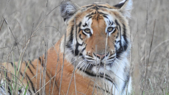 The population of tigers increases in Shuklaphanta and reaches 36