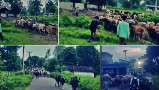 Godavari municipality begins management of over 200 stray cattle