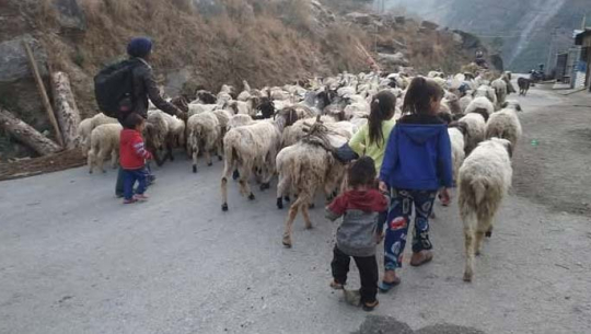 बाजुराका भेडापालक किसानलाई मतदानमा समस्या 