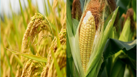 बैतडीमा धान र मकै उत्पादन बढ्यो, दलहन उत्पादनमा कमी