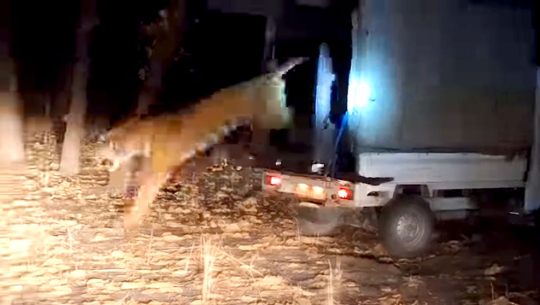 कञ्चनपुरको बेलौरीबाट  नियन्त्रणमा लिइएको बाघलाइ राष्ट्रिय निकुञ्जमा छोडियो 