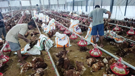 कैलालीको एक पोल्ट्री फार्ममा १२ हजार कुखुरा मरे