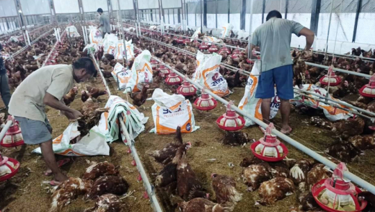 12,000 chickens die in Kailali poultry farm due to power outage