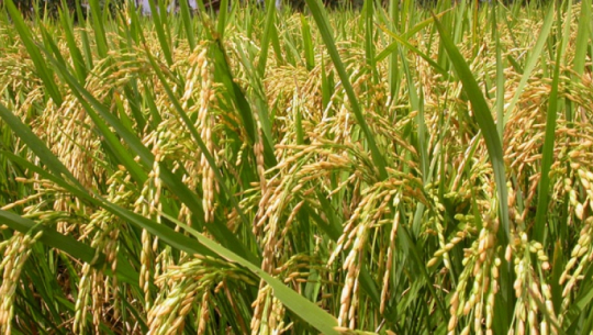 कृषि बिमा कार्यक्रमप्रति कैलालीमा किसानको आकर्षण वढ्न सकेन्