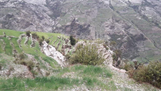 डोटीमा असिनापानीले गहुँबाली र तरकारी खेतीमा क्षति