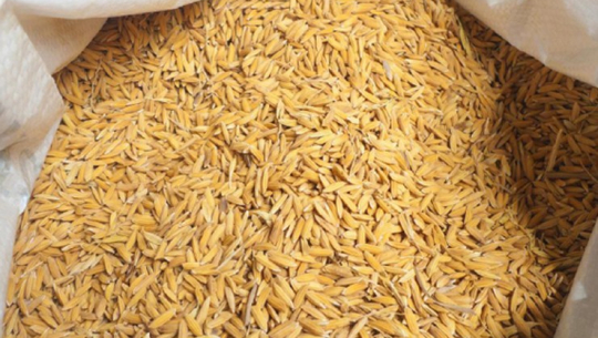 धानको बीउ नपाउँदा अन्नको सङ्कट बढ्ने त्रास