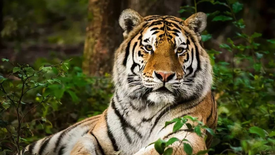 डोटीमा बाघको आक्रमबाट एक बालिका घाइते