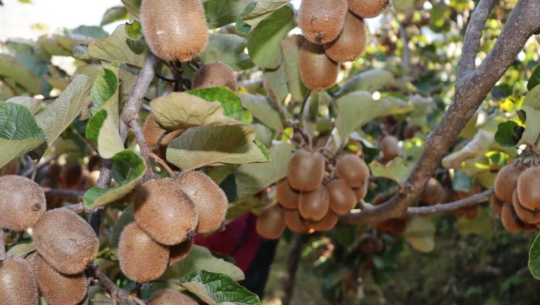 फाइल फोटो 