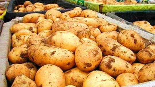 कैलालीमा आलुको बीउको मूल्यमा एकरुपता नहुँदा किसान मर्कामा