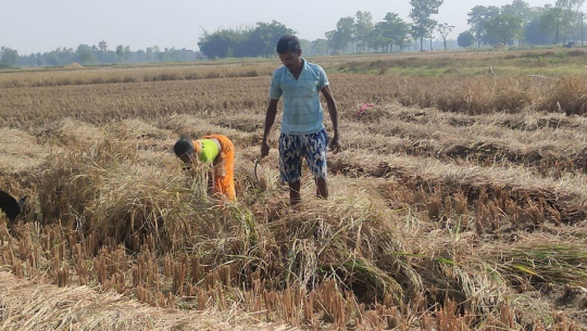 १४ अर्बको भदैया धान उत्पादन