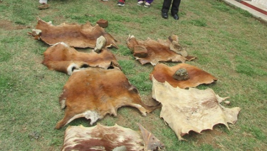 डोटीमा वन्यजन्तुको चोरी शिकार वृद्धि