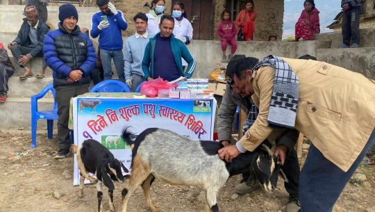 बाजुराको एक पालिकामा पशु स्वास्थ्य शिविर सञ्चालन
