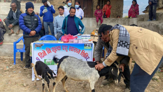 One-Day Animal Health Camp Benefits Over 2,800 Animals in Bajura Municipality