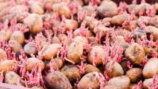 शुक्लाफाँटाका किसानलाई अनुदानमा आलुको बीउ वितरण