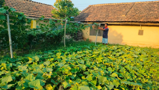 थोरै जग्गामा धेरै तरकारी उत्पादन गर्ने पिपलाडीका मुस्कान