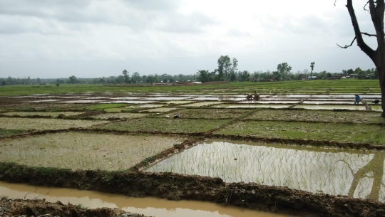 देशभर ४० प्रतिशत रोपाई सकियो, अघिल्लो वर्षभन्दा २३ प्रतिशतले कमी (देशभरको तथ्याङ्क)