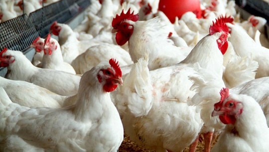 कैलालीको चुरेका कुखुरामा रोग नदेखिएको पुष्टि