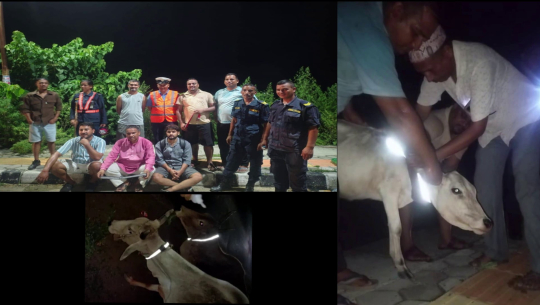 कञ्चनपुरमा छाडा चौपायाका कारण हुने दुर्घटना रोक्न ‘रिफ्लेक्टिङ बेल्ट’ लगाइने 
