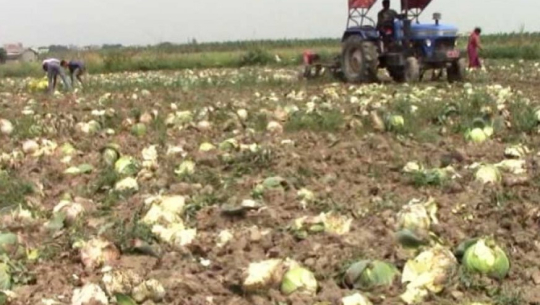 लागतअनुसारको बिक्री मूल्य नपाएपछि ट्याक्टरले जोतेर तरकारी खेती नस्ट