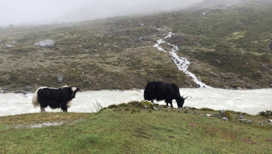 वैशाख ७ गतेलाई राष्ट्रिय याक दिवसका रूपमा मनाइने