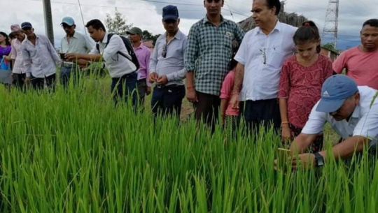 कैलाली–कञ्चनपुरमा गरिमा धानले उत्पादन नदिएपछि किसानको छ करोड क्षती