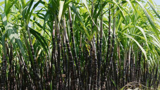 कञ्चनपुरका नदी बगरमा उखुखेती, आम्दानीको  गतिलो स्रोत