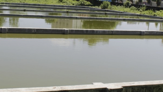 Fish farming expands across 1,375 hectares in Kailali and Kanchanpur