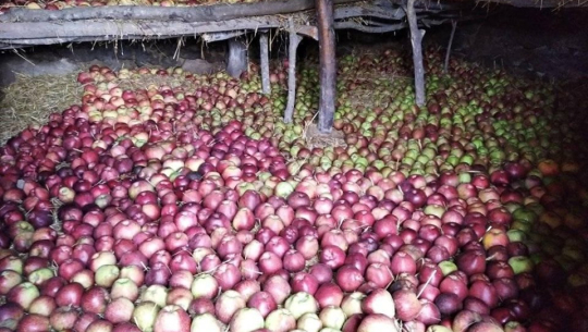 बाजुराको स्याउ अव धनगढी र काठमाडौँका बजारमा