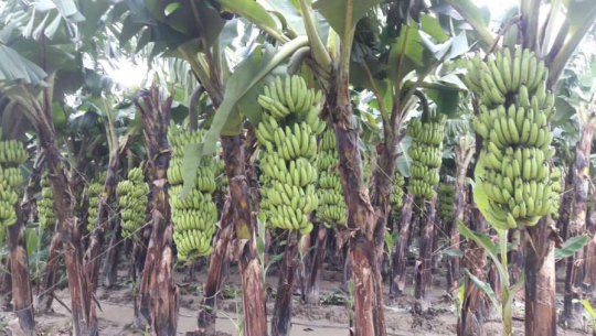 कैलालीमा केराले बजार पाएन