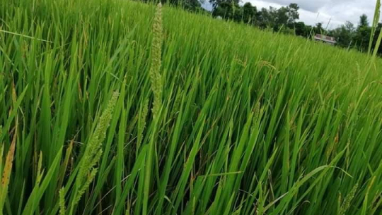 कैलाली, कञ्चनपुरमा धानको बाला नलागेपछि बिउमा मिसावट गरिएको आशंका