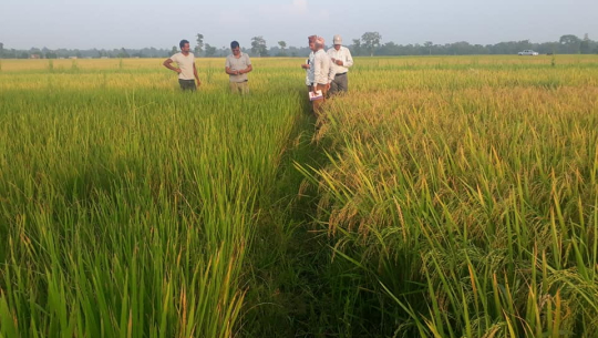 कैलाली र कञ्चनपुरमा नक्कली धानको बिउले झण्डै ढाई करोडको क्षती