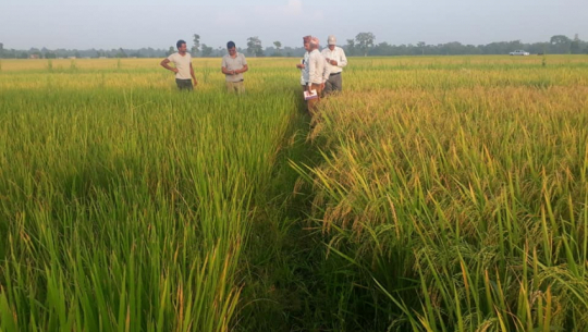 बाला नलागेको धान नकाट्न केन्द्रको आग्रह