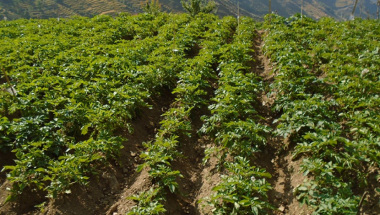 कृषि कर्ममा रमाउँदै म्याग्देली