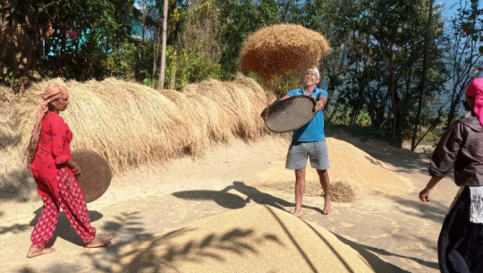 कञ्चनपुरमा खाद्यले १५ हजार क्वीन्टल धान खरिद गर्दै