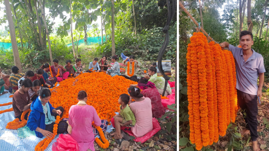 धनगढीमा उत्पादन गरिएको फूल हवाई सेवामार्फत काठमाण्डौं निर्यात गरिँदै