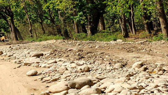 कञ्चनपुरको लाललझाडी र शुक्लाफाँँटा जोड्ने सडक मर्मत नहुँदा समस्या