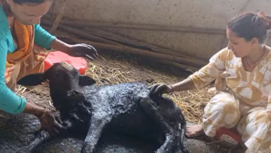निर्माण सामाग्रीमा फसेर चटकपुरमा गाईको बाच्छो घाइते, स्थानीयद्वारा उद्धार