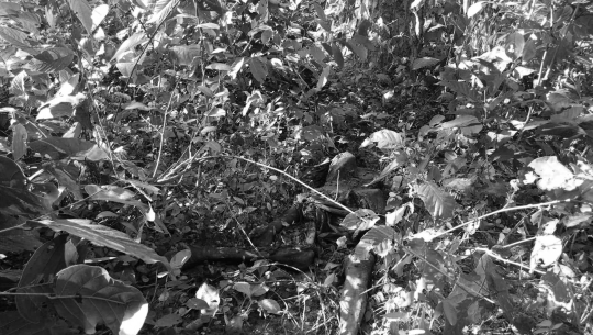 Women find a dead body in Sundari Community Forest, Dadeldhura