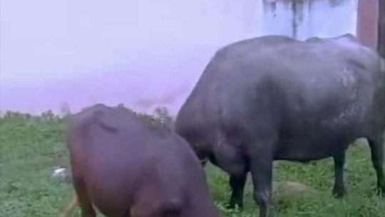 Five buffaloes reported missing from Dhangadhi-3 Rubas tole